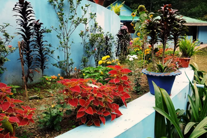 modern garden planting ideas