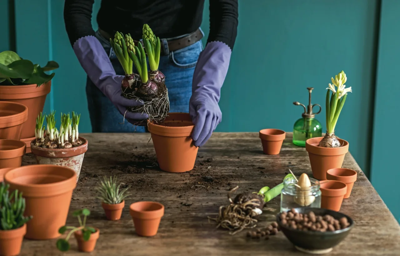 planting pots ideas