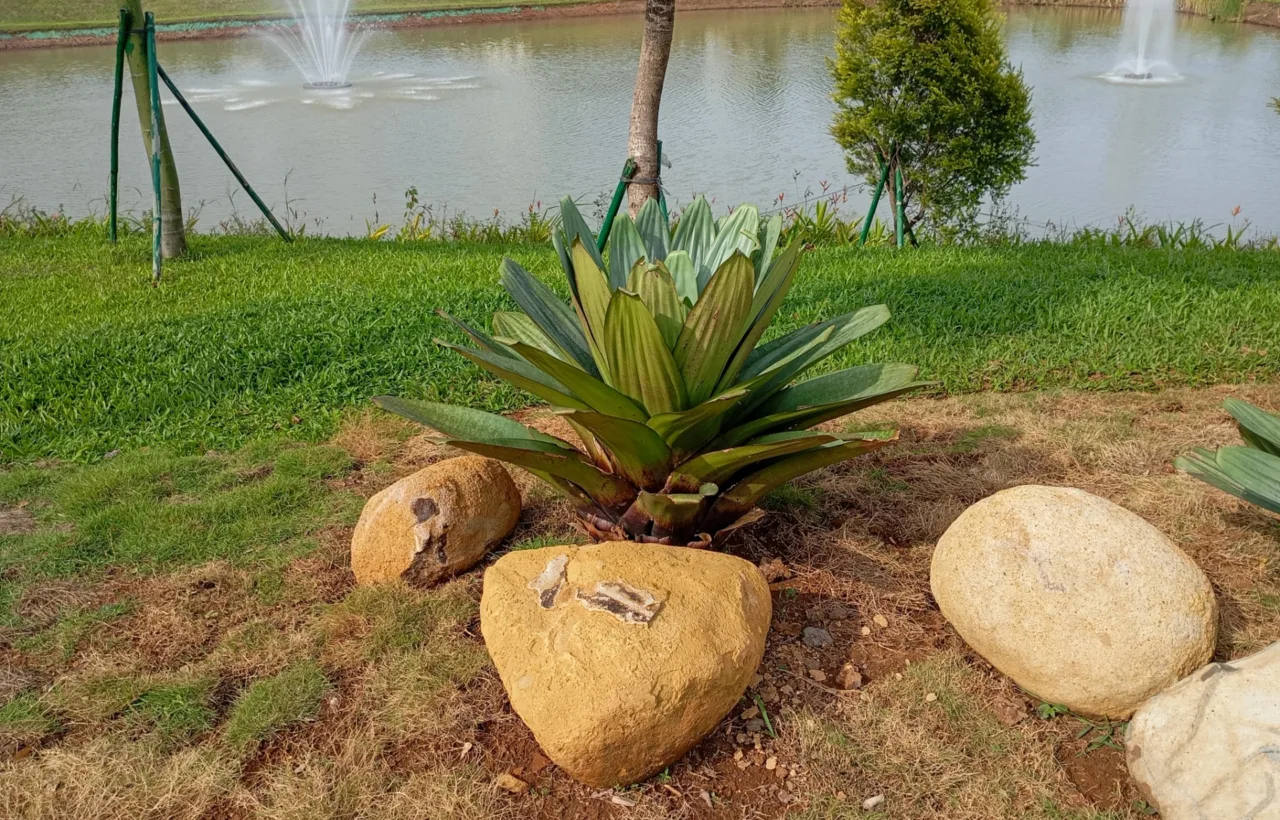 pool planting ideas