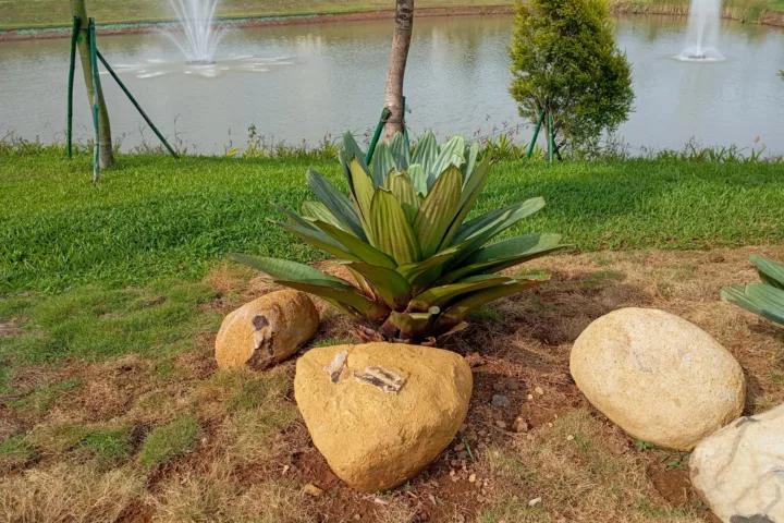 pool planting ideas