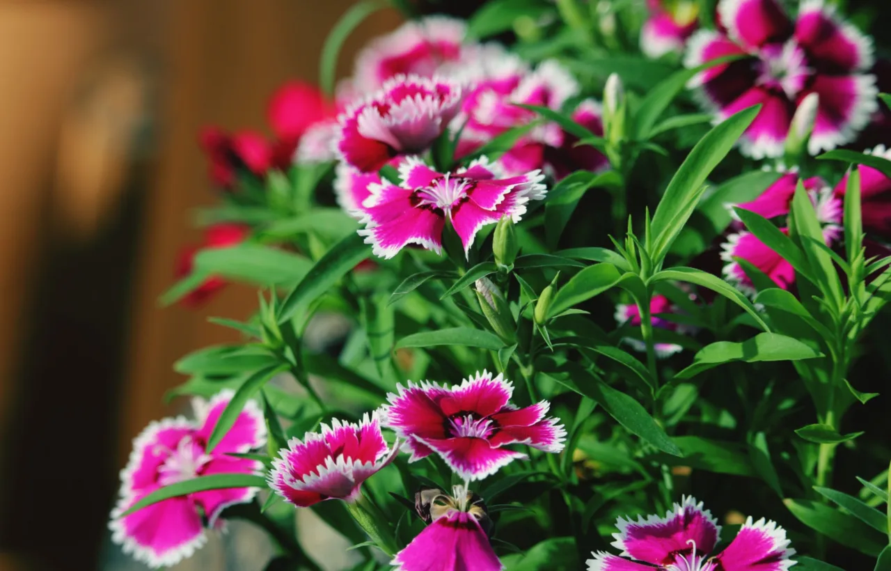 portulaca flowers planting ideas