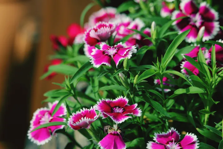 portulaca flowers planting ideas