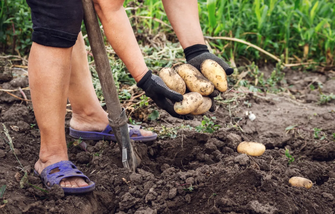 potato planting ideas