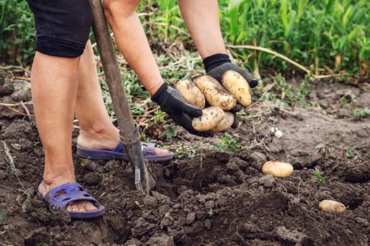 potato planting ideas