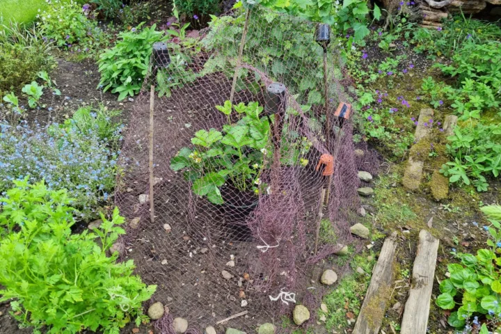 raised bed planting ideas vegetable gardening