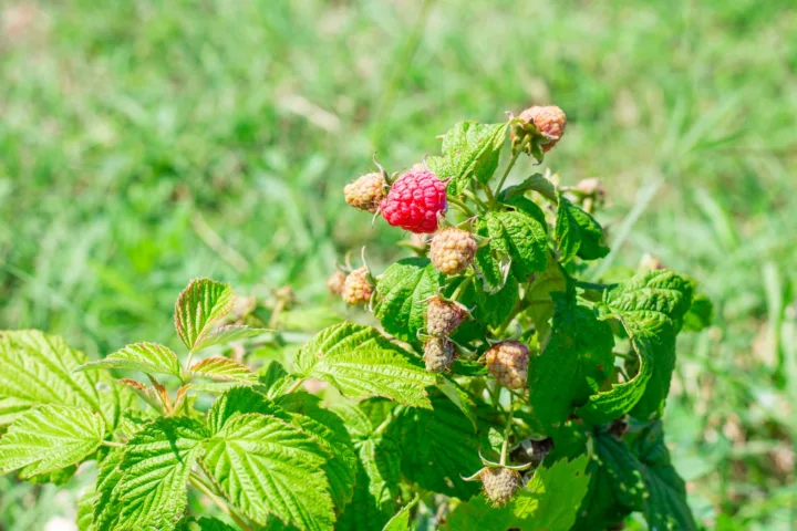 raspberry planting ideas