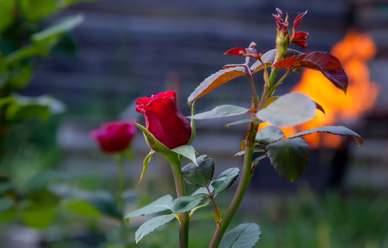 rose planting ideas