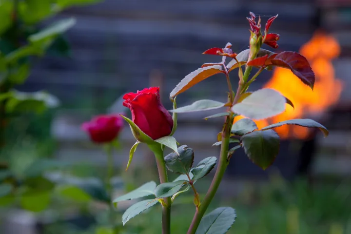 rose planting ideas