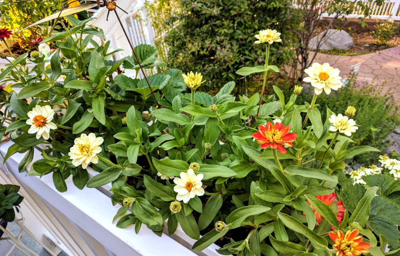 small balcony garden ideas indian