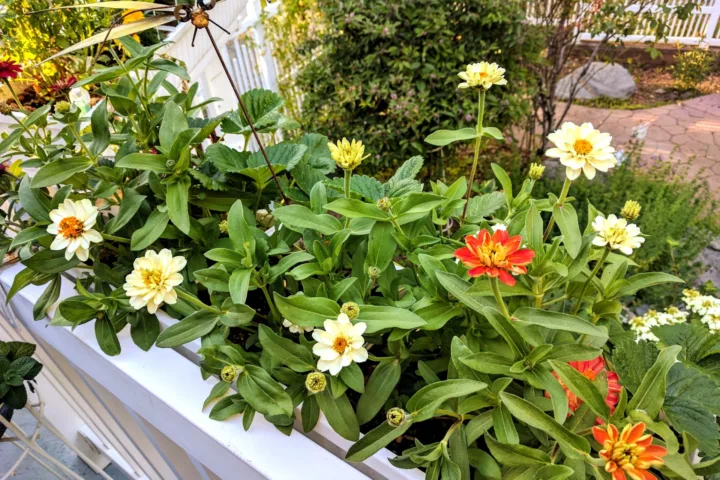small balcony garden ideas indian