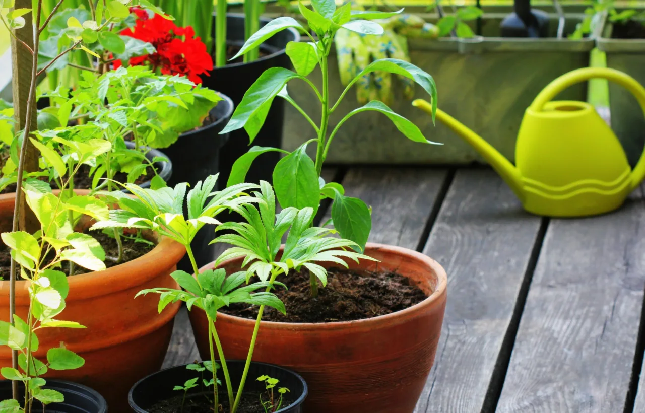 small balcony garden ideas potted plants