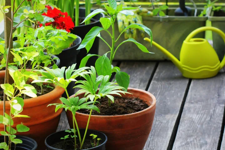 small balcony garden ideas potted plants