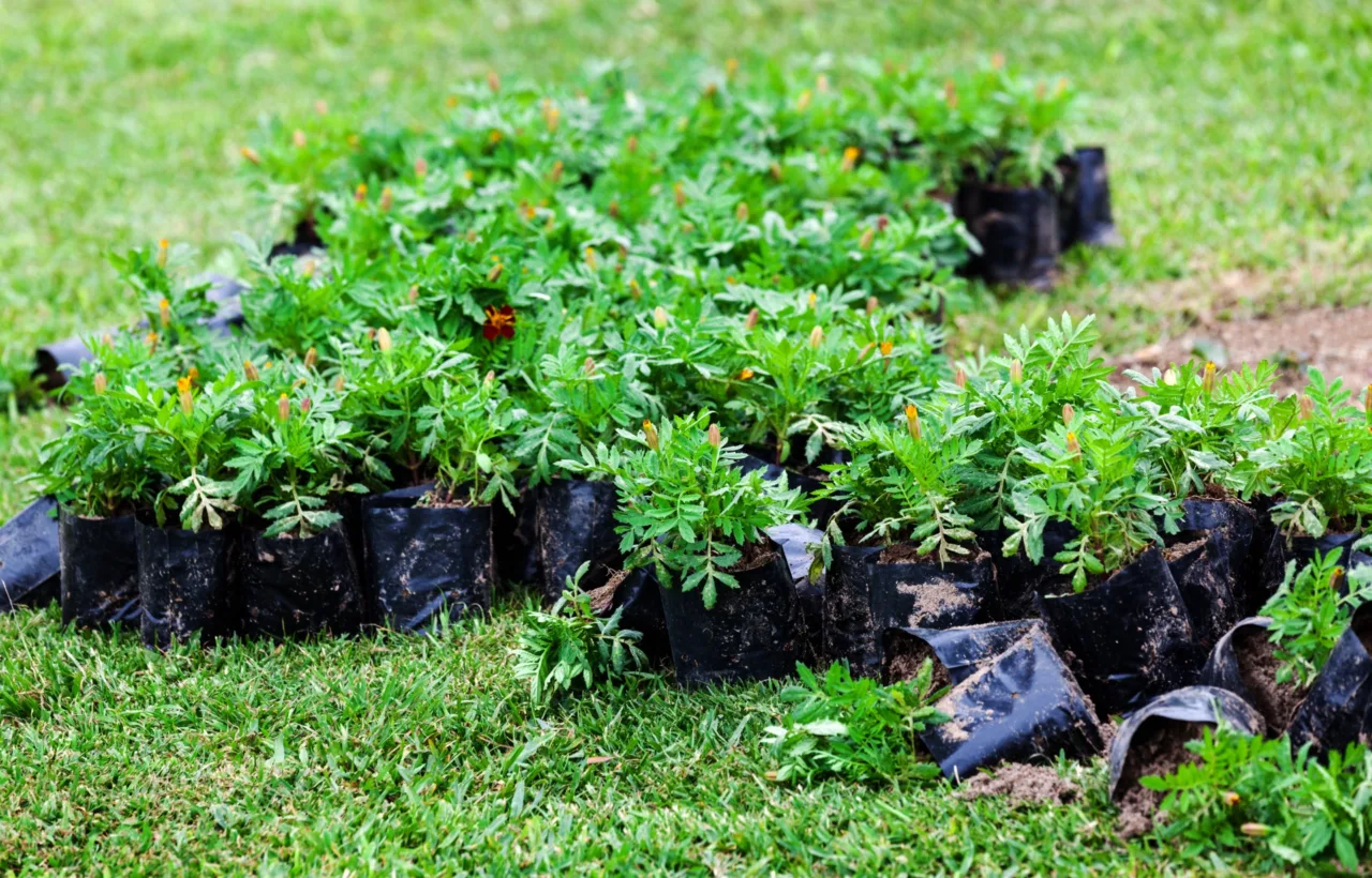 small garden planting ideas