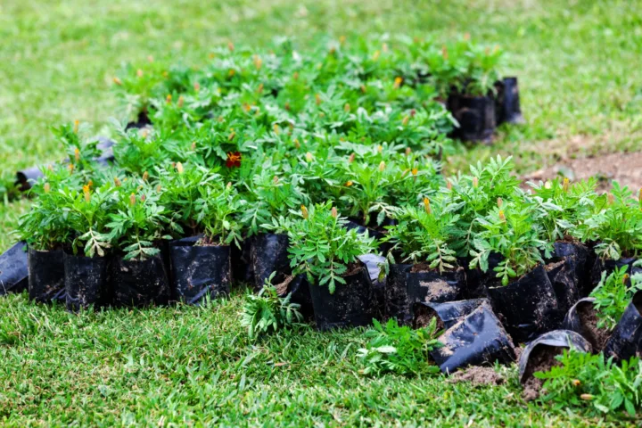 small garden planting ideas