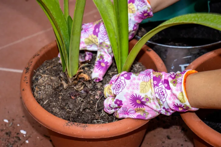 spring bulb planting ideas