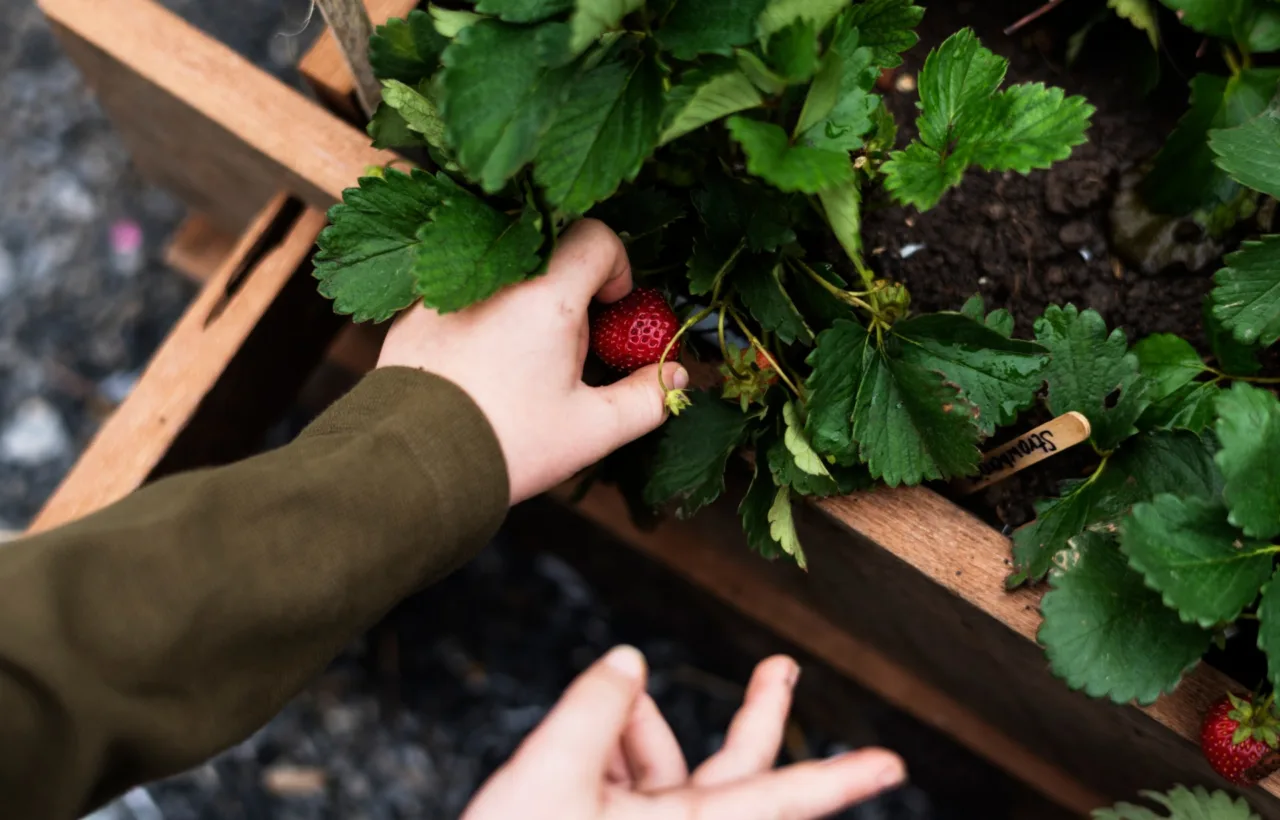 strawberry planting ideas