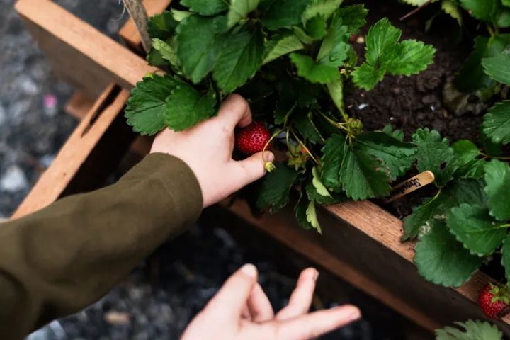 strawberry planting ideas