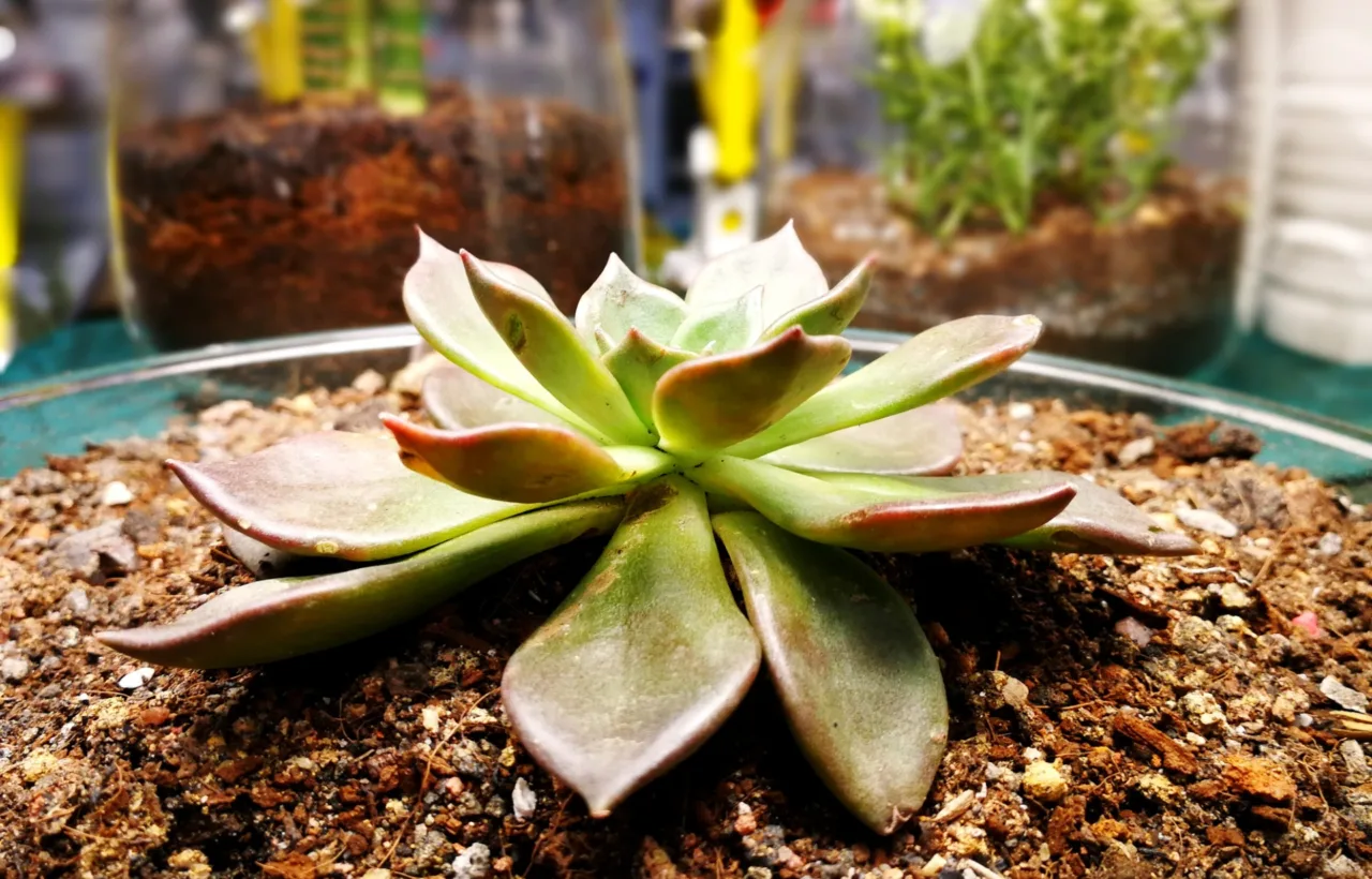 succulent planting ideas