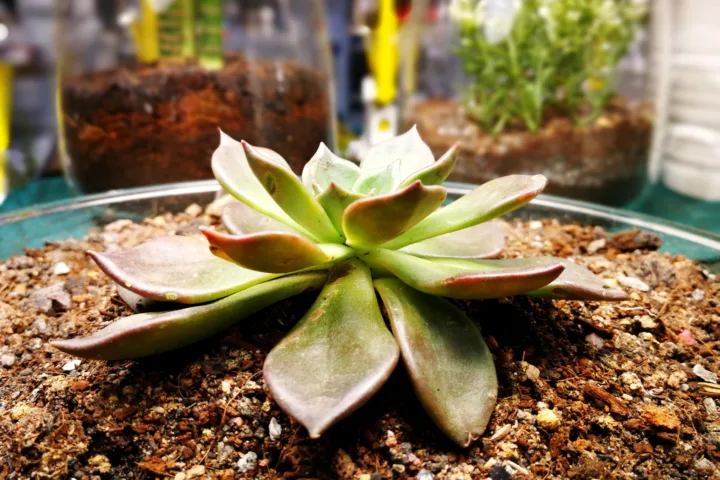 succulent planting ideas