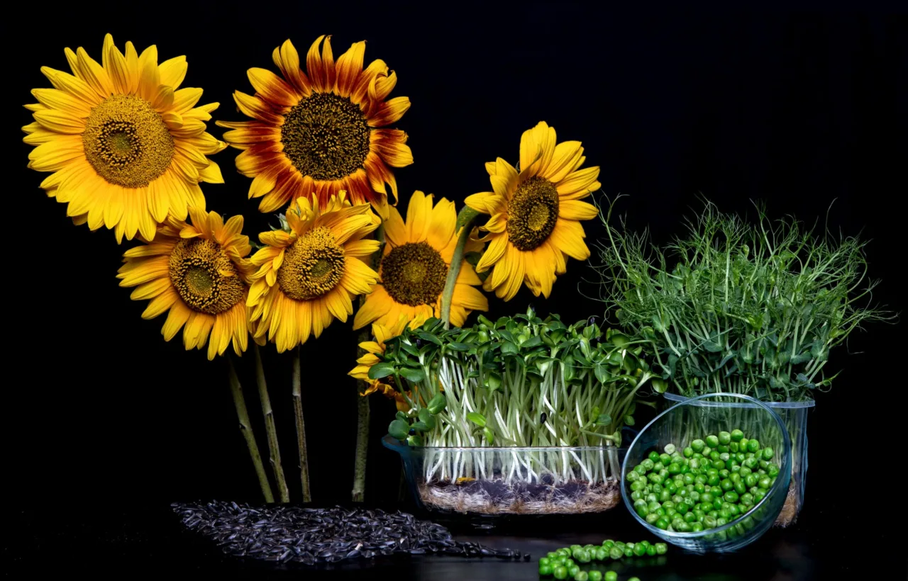 sunflowers planting ideas