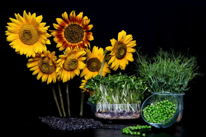 sunflowers planting ideas