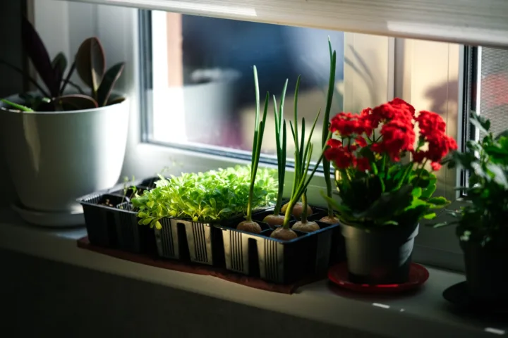 tiny balcony garden