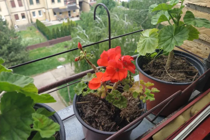 tiny balcony garden ideas