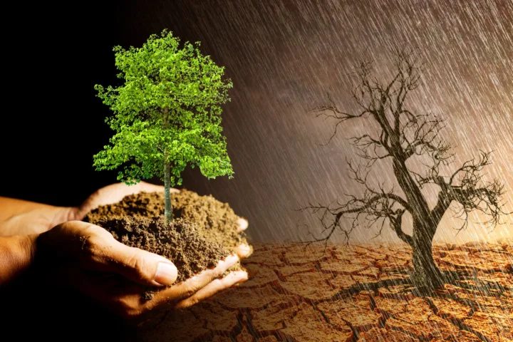 tree planting ideas