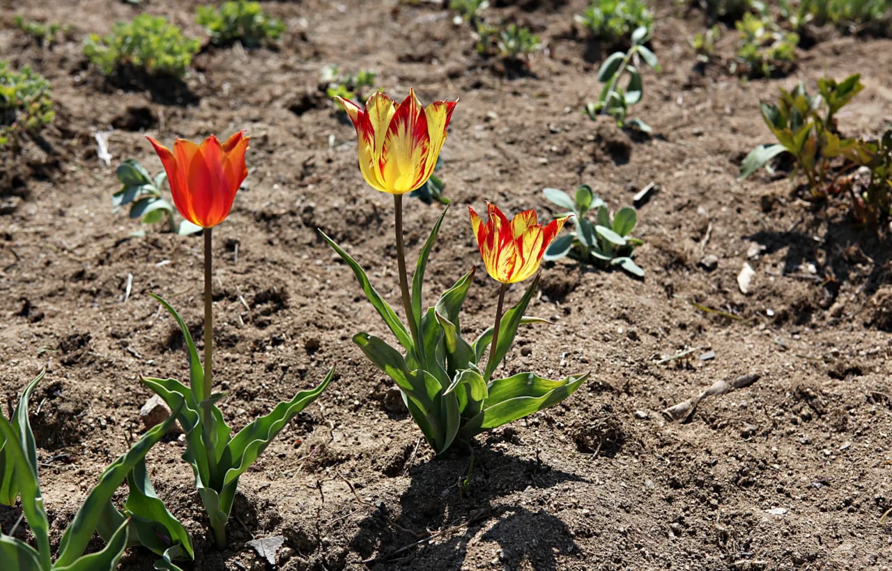 tulip planting ideas