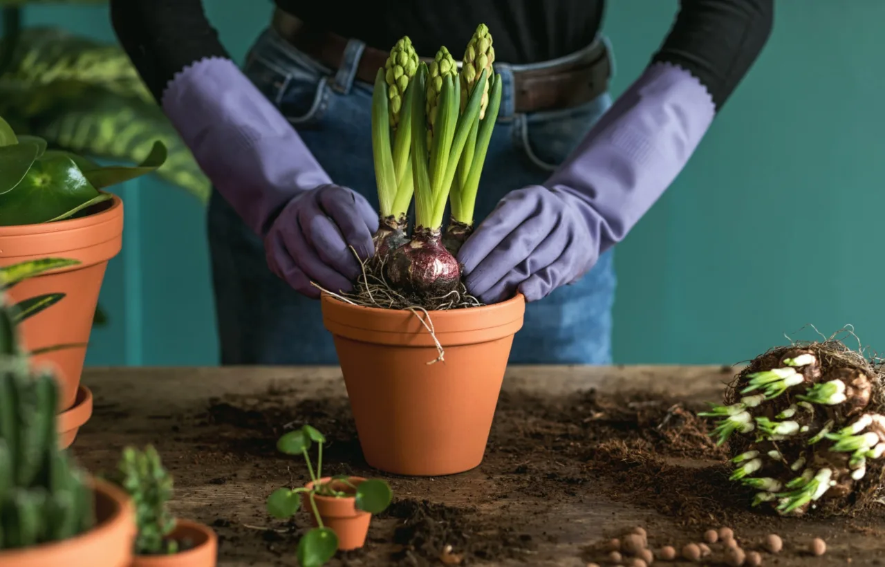 vegetables planting ideas