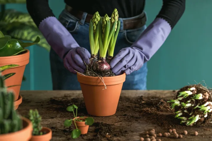 vegetables planting ideas