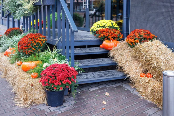 walkway planting ideas