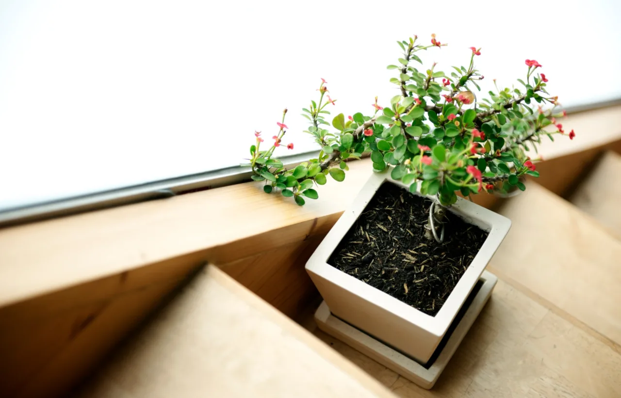 window box planting ideas