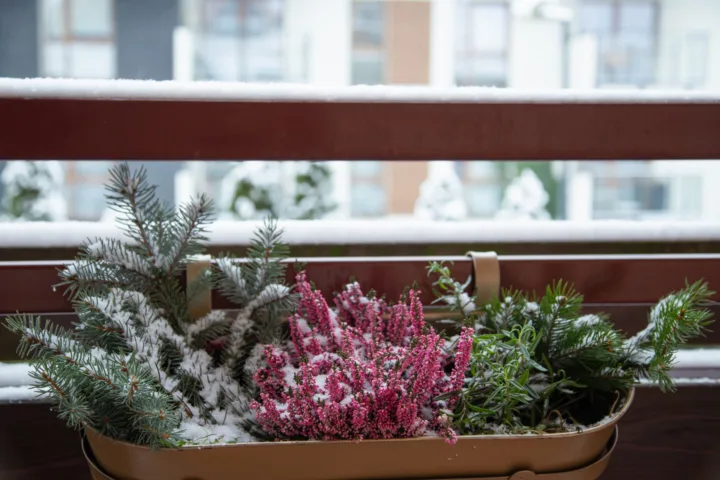 winter garden balcony
